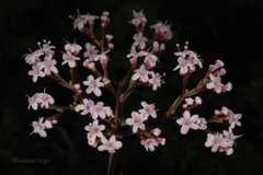 Nardostachys grandiflora